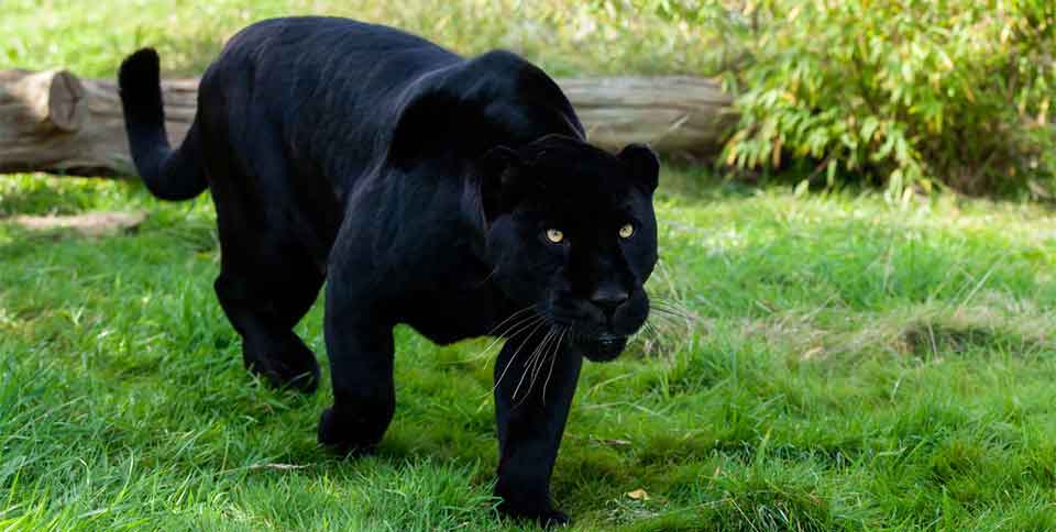 black panther